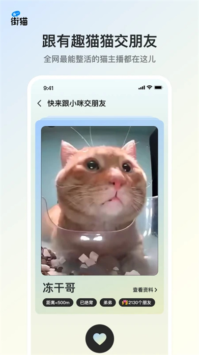 哈啰街猫app手机版