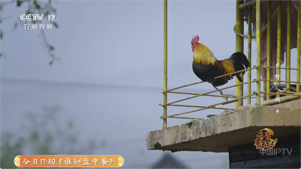 全能看tv0