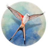 展翅翱翔桌游手机版下载-展翅翱翔安卓版(Wingspan)下载官方正版v1.5.546